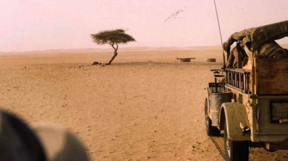 Strom ze saharského Ténéré